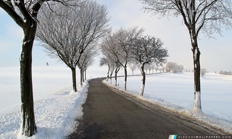 Route d'hiver des arbres, Arrière-plans HD à télécharger