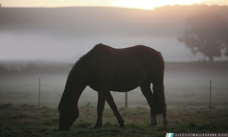 Morning Mist cheval, Arrière-plans HD à télécharger