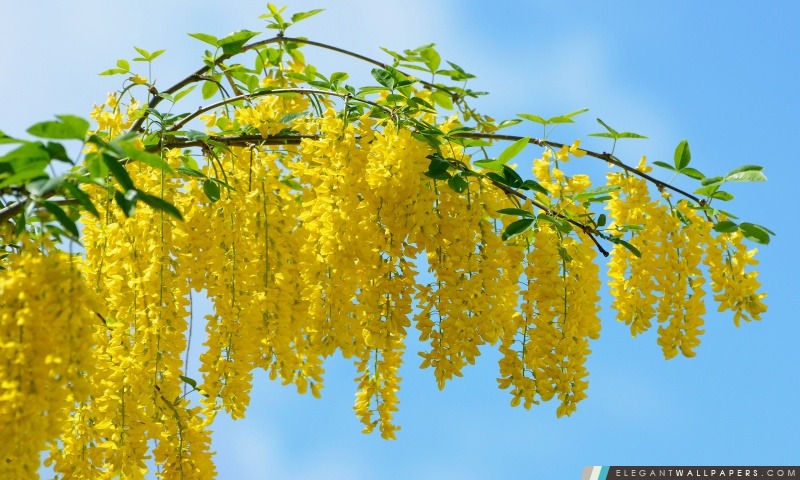 Acacia Fleurs jaunes, Arrière-plans HD à télécharger