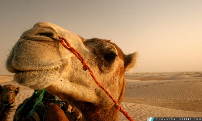 Camel Close-Up, Arrière-plans HD à télécharger