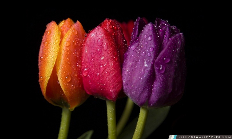 Tulipes colorées, Arrière-plans HD à télécharger