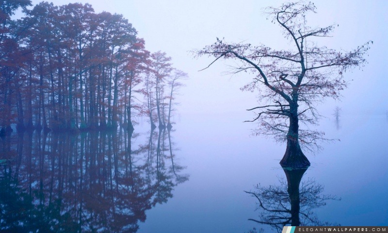 Cyprès chauve dans le brouillard, Reelfoot Lake, Tennessee, Arrière-plans HD à télécharger