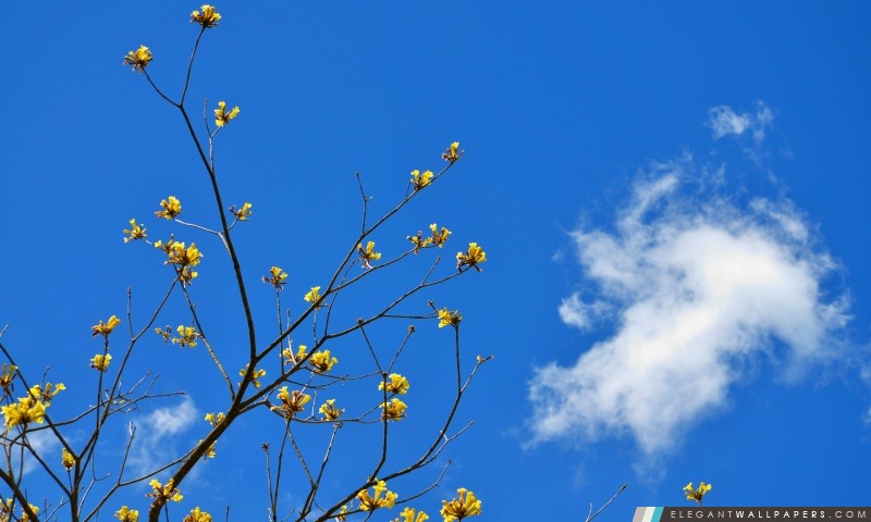 Ciel bleu et fleurs jaunes, Arrière-plans HD à télécharger