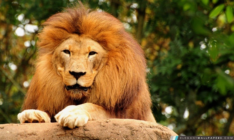 Fatigué Lion, Arrière-plans HD à télécharger