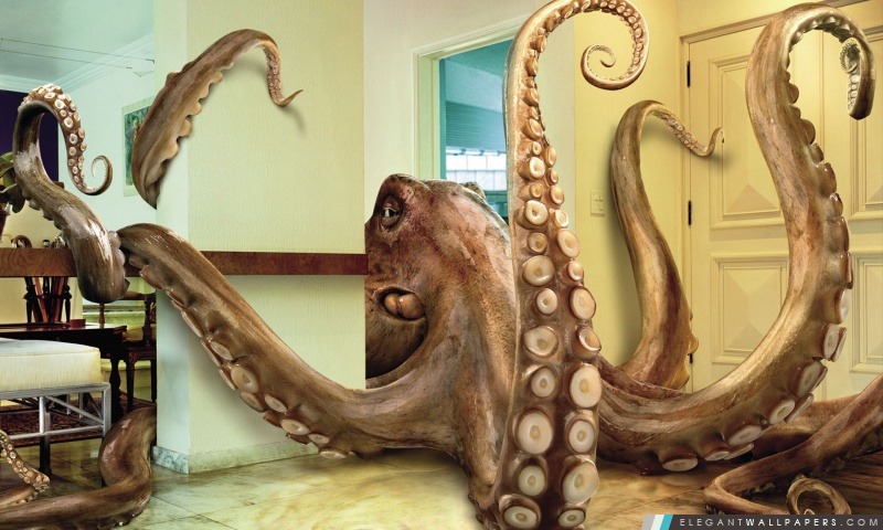 Octopus Invasion, Arrière-plans HD à télécharger