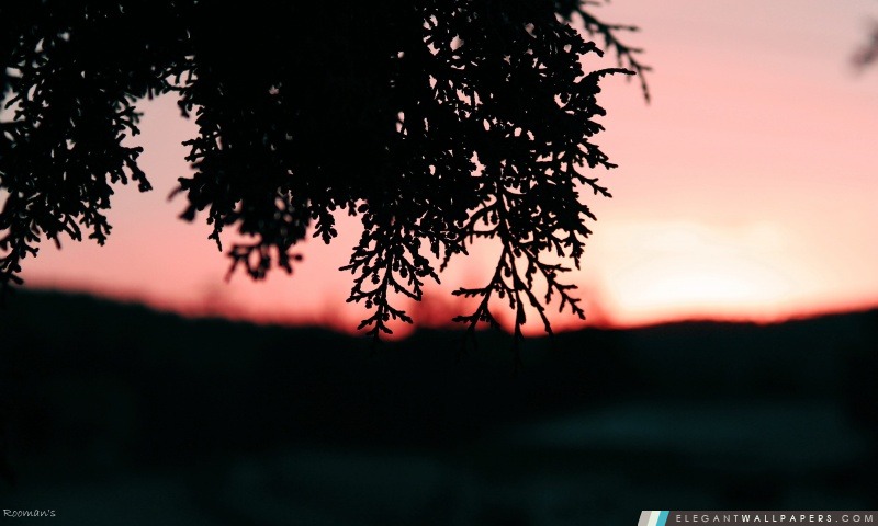 Pine Arbustes Dans Sunset, Arrière-plans HD à télécharger