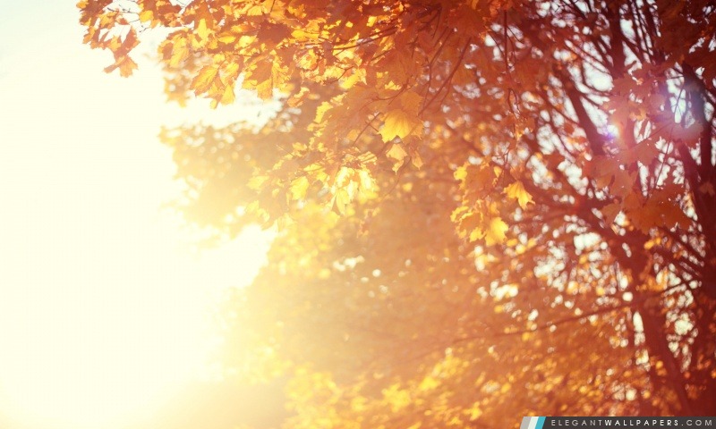 Novembre Sun, Arrière-plans HD à télécharger