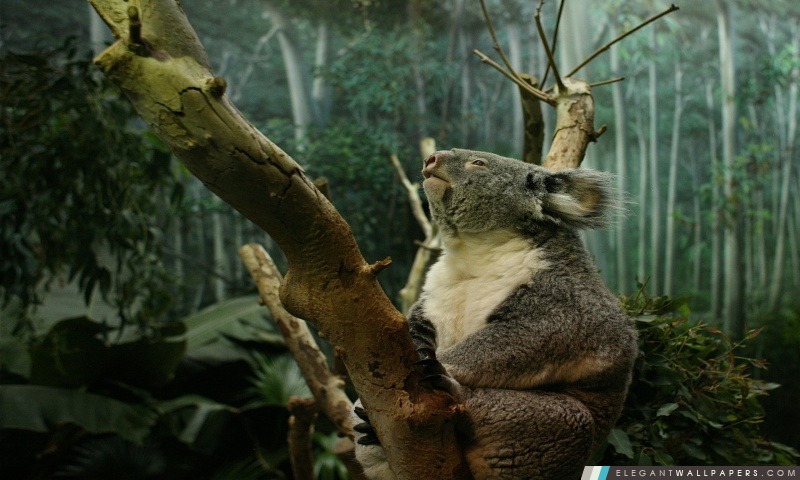Koala dans l'arbre, Arrière-plans HD à télécharger