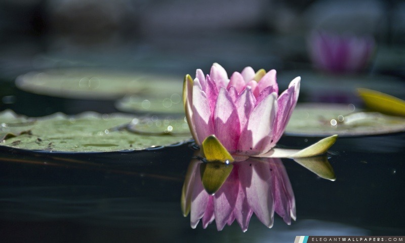 Water Lily réflexion, Arrière-plans HD à télécharger
