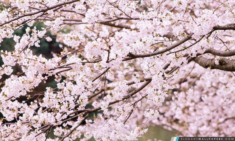 Branches de cerisier, Arrière-plans HD à télécharger