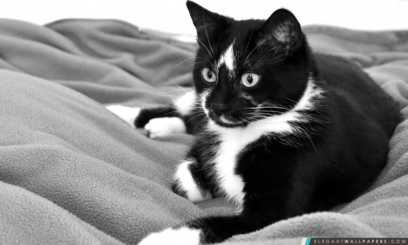 Chat noir et blanc mignon, Arrière-plans HD à télécharger