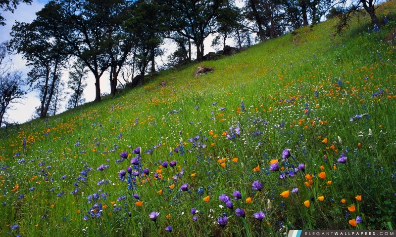 Mountain Spring Flowers, Arrière-plans HD à télécharger