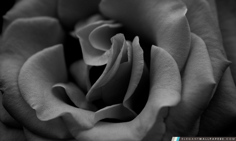 Rose Monochrome, Arrière-plans HD à télécharger