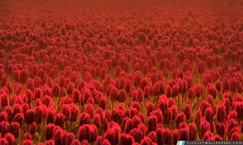 Champ rouge de tulipe, Arrière-plans HD à télécharger