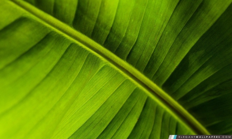 Banana Leaf, Arrière-plans HD à télécharger