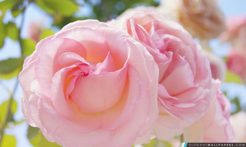 Roses roses, Arrière-plans HD à télécharger