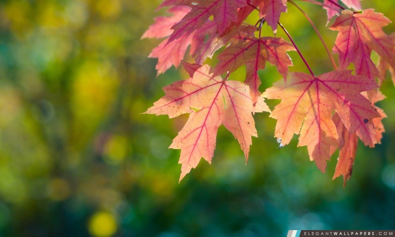 Automne, Sun, les feuilles et Bokeh, Arrière-plans HD à télécharger