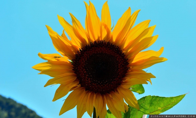 Sunny Flower, Arrière-plans HD à télécharger