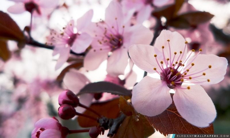Délicat de fleurs de cerisier, Arrière-plans HD à télécharger