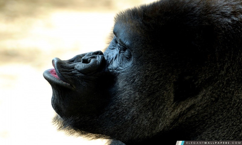 Gorilla baiser, Arrière-plans HD à télécharger