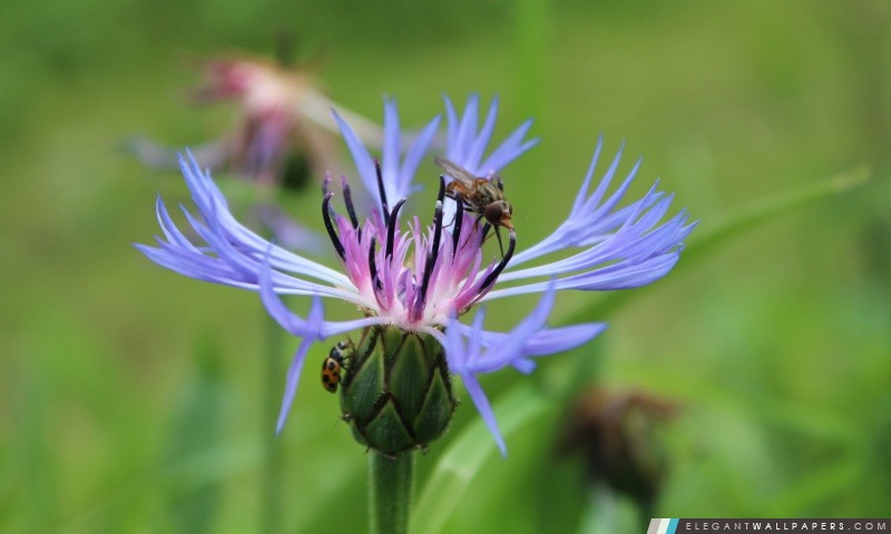 Fliege auf Blume, Arrière-plans HD à télécharger