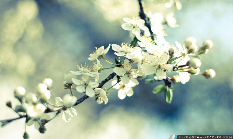 Printemps de fleurs de cerisier, Arrière-plans HD à télécharger