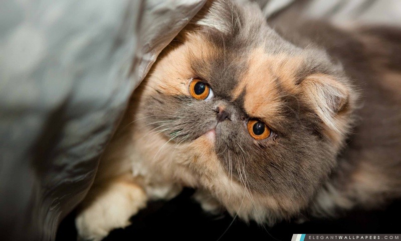 Visage de chat persan, Arrière-plans HD à télécharger