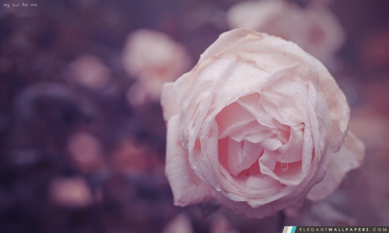 Rose de rosée, Arrière-plans HD à télécharger