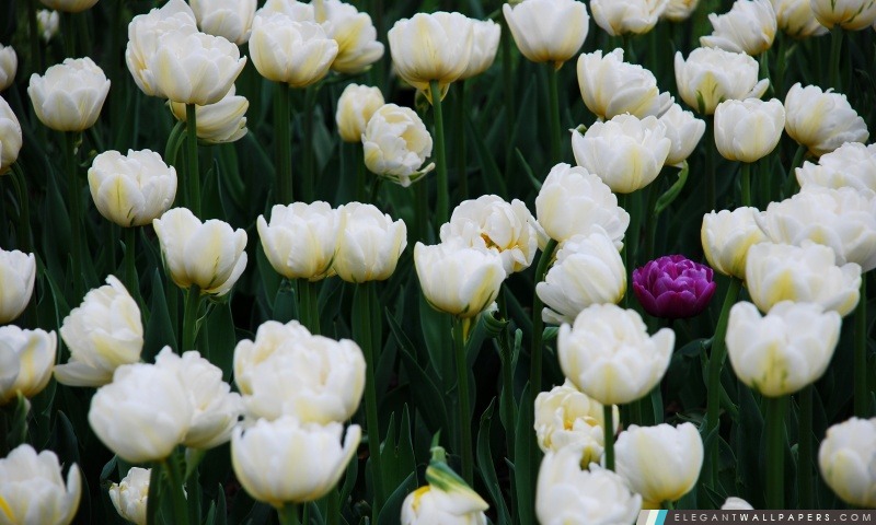 Une tulipe pourpre En plein champ de blancs, Arrière-plans HD à télécharger