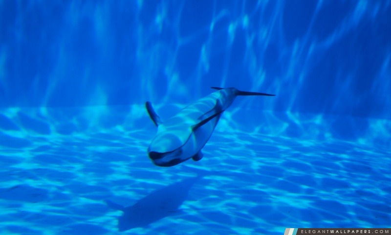 Dolphin nageant sous l'eau, Arrière-plans HD à télécharger