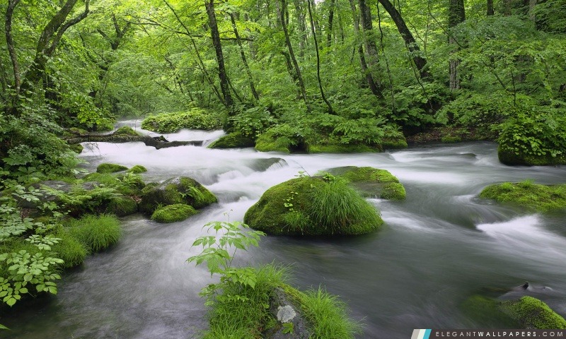 Forest River, Japon, Arrière-plans HD à télécharger