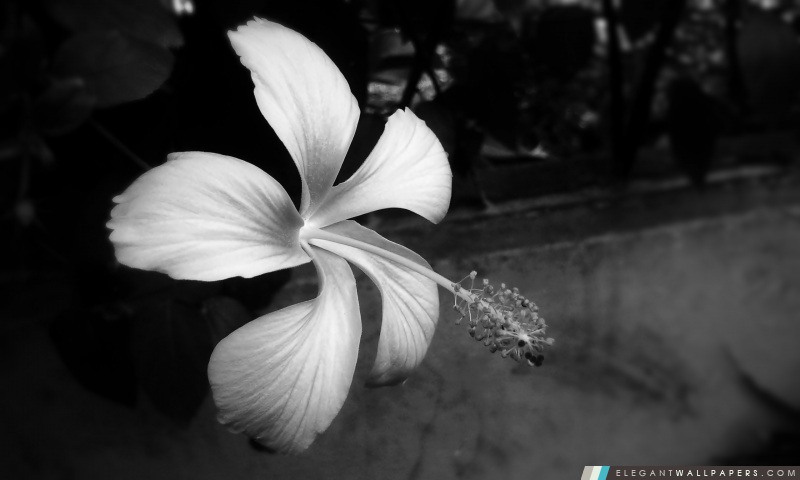Hibiscus en noir et blanc, Arrière-plans HD à télécharger
