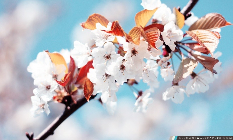 Cherry Blossom, Arrière-plans HD à télécharger