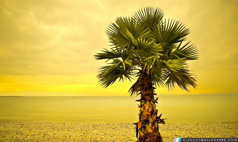Palmier de plage, Arrière-plans HD à télécharger