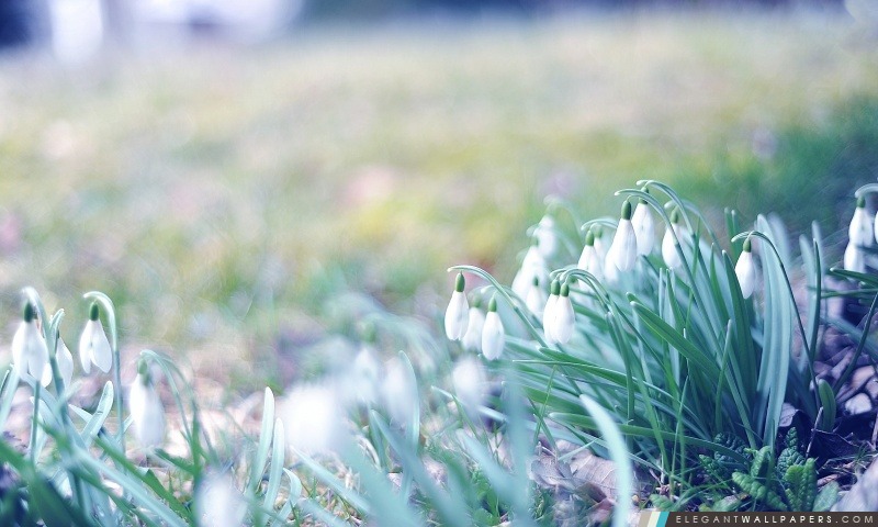 Perce-neige dans l'herbe, Arrière-plans HD à télécharger