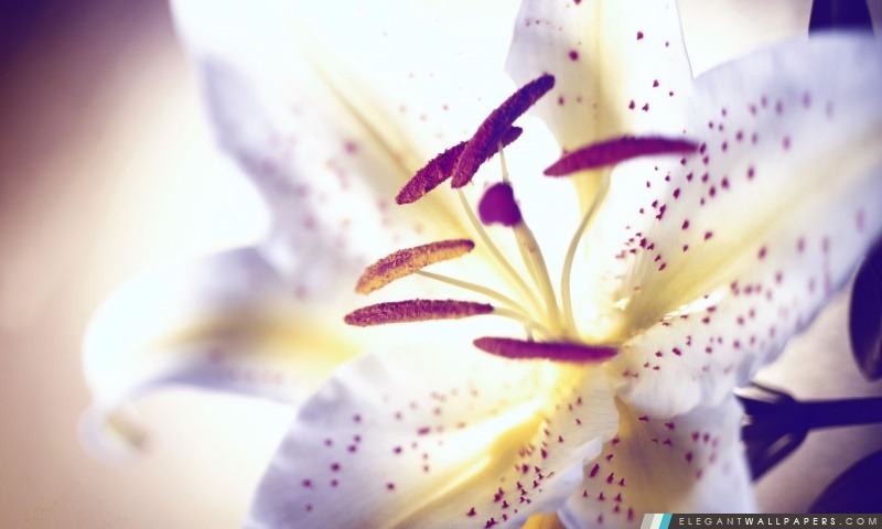 White Tiger Lily, Arrière-plans HD à télécharger
