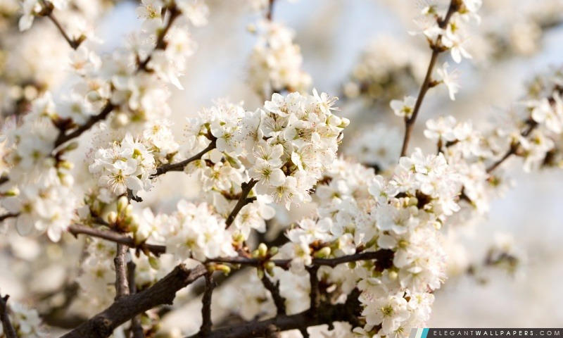 Sour fleurs de cerisier, Arrière-plans HD à télécharger