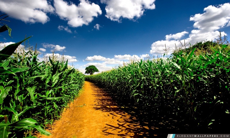 Route de campagne entre les champs de maïs, Arrière-plans HD à télécharger