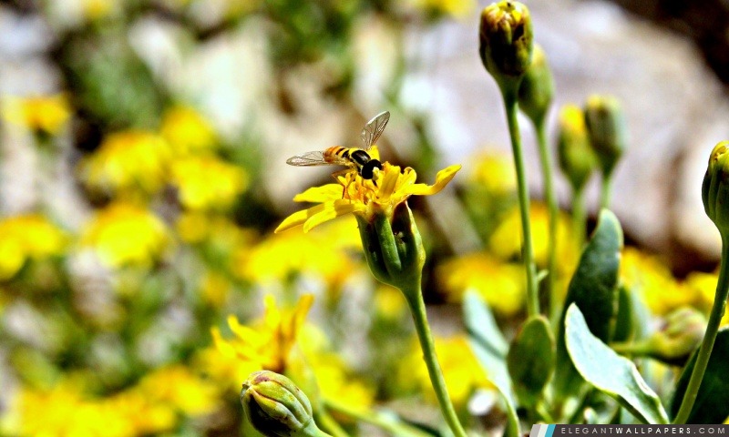 Honey Bee, Arrière-plans HD à télécharger