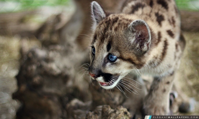 Mignon Cougar Cub, Arrière-plans HD à télécharger