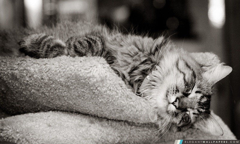 Chat de sommeil en noir et blanc, Arrière-plans HD à télécharger