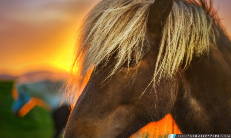 Blondes cheval à Sunrise, Arrière-plans HD à télécharger