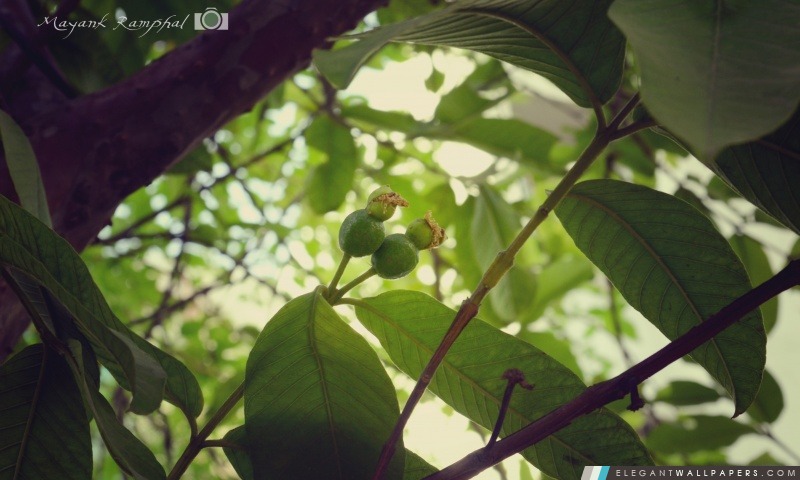 Fruit vert, Arrière-plans HD à télécharger