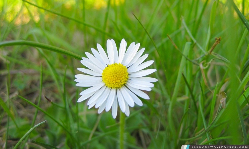 Fleur blanche et herbe verte, Arrière-plans HD à télécharger