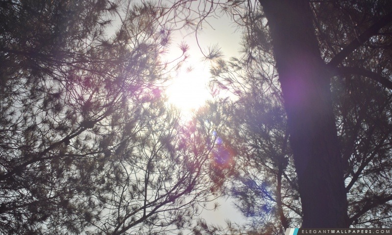 Sun brillant par le sommet de l'arbre, Arrière-plans HD à télécharger