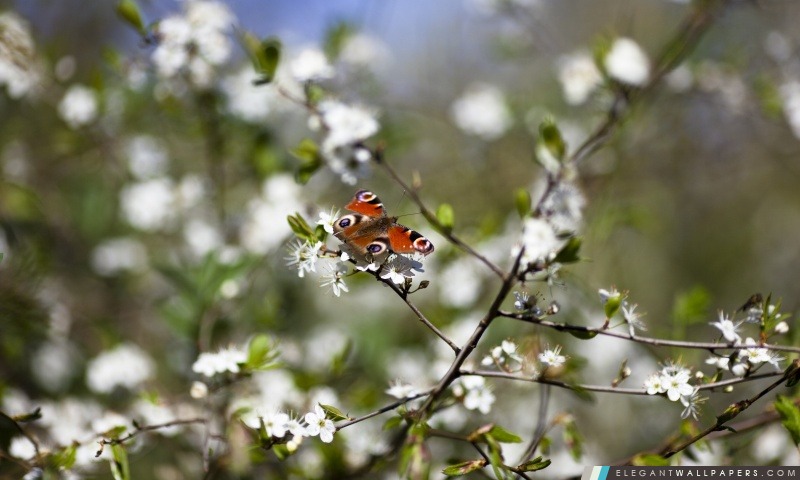 Papillon de printemps, Arrière-plans HD à télécharger