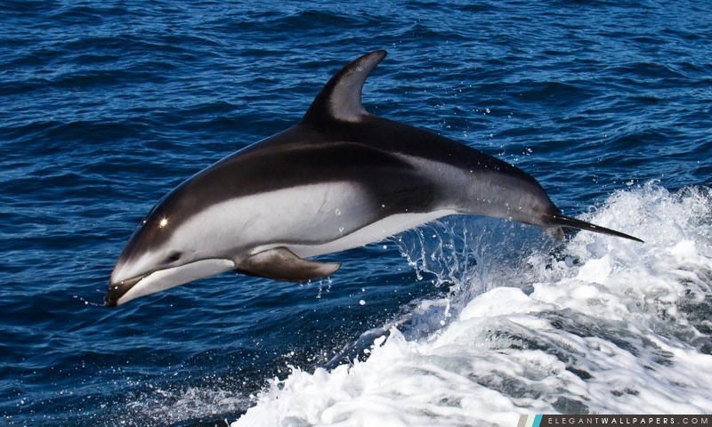 Le dauphin sautant, Arrière-plans HD à télécharger