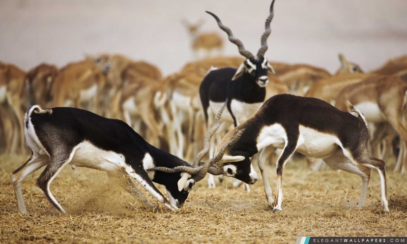 Blackbuck Antilopes, Arrière-plans HD à télécharger