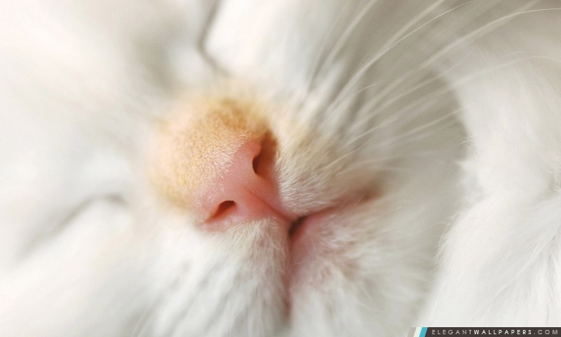 Nez de chat, Arrière-plans HD à télécharger