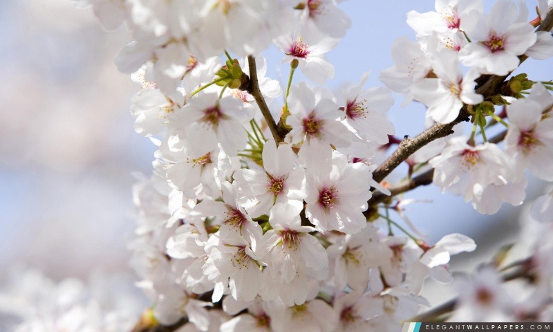 Japanese Cherry Blossoms, Arrière-plans HD à télécharger